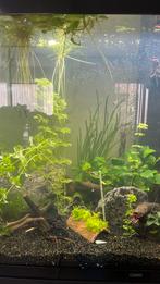 Guppys vrouwtjes, mannetjes en baby’s (geslacht onbekend), Dieren en Toebehoren, Vis