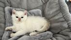 Aanhankelijke Golden & point Britse korthaar kittens te koop, Dieren en Toebehoren, Katten en Kittens | Raskatten | Langhaar, Meerdere dieren