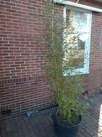 Grote kuip bamboe, Vaste plant, Bloeit niet, Halfschaduw, Ophalen