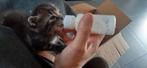 Boerderij kittens  2 zwarte en 1 grijze, Dieren en Toebehoren, Katten en Kittens | Overige Katten, Meerdere dieren