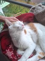 Oranje kater zoekt lief baasje, Kater