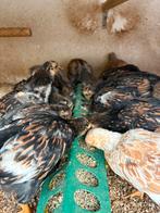 Kuikens - kippen - wyandotte kriel - wyandotte kuikens, Dieren en Toebehoren, Pluimvee, Geslacht onbekend, Kip