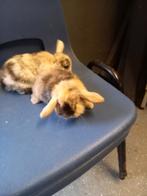 Minilop x dwerg hangoor, Meerdere dieren, Dwerg, Hangoor, 0 tot 2 jaar