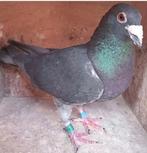 Postduif Super Inbred Zwarte Panter., Dieren en Toebehoren, Mannelijk, Postduif