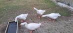 2 boeren ganzen te koop 2 " gent", Dieren en Toebehoren, Pluimvee, Vrouwelijk, Gans of Zwaan