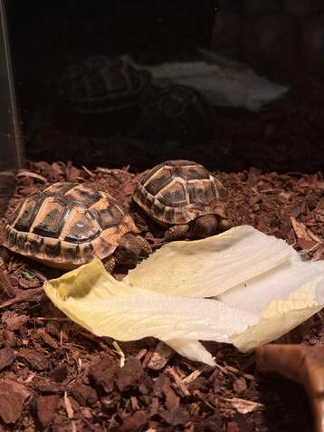 2 Landschildpadjes 2025 beschikbaar voor biedingen
