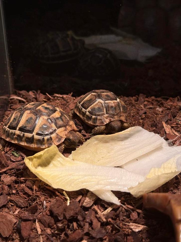 2 Landschildpadjes 2025, Dieren en Toebehoren, Reptielen en Amfibieën, Schildpad, 0 tot 2 jaar