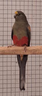 Veelkleuren parkiet, Dieren en Toebehoren, Vogels | Parkieten en Papegaaien, Mannelijk, Parkiet, Geringd