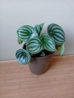 Peperomia 'watermelon' kamerplant incl pot, Huis en Inrichting, Kamerplanten, Ophalen, Overige soorten, Halfschaduw, In pot