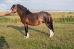 Aansprekende 2 jarige hengsten, Dieren en Toebehoren, Pony's, Hengst, 0 tot 2 jaar