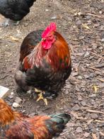 Haan, Dieren en Toebehoren, Pluimvee, Mannelijk, Kip