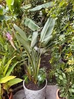 Strelitzia reginae, Tuin en Terras, Ophalen, Vaste plant, Overige soorten