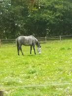 Superlief paard te koop, Dieren en Toebehoren, Paarden, Zadelmak, 3 tot 6 jaar, 160 tot 165 cm, Recreatiepaard