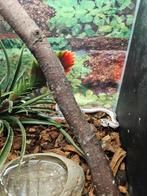 Pantherophis obsoleta White sided Texaanse rattenslang, Slang, 0 tot 2 jaar