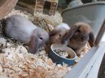 Hele leuke hangoor voedsters, Dieren en Toebehoren, Konijnen, Vrouwelijk, Hangoor, 0 tot 2 jaar