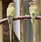 Prinses of wales parkieten, Dieren en Toebehoren, Meerdere dieren, Parkiet