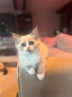 Prachtig ragdoll kitten poesje blue mink bicolor mitted, Dieren en Toebehoren, Katten en Kittens | Raskatten | Langhaar, Meerdere dieren