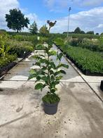 Magnolia Genie, Ophalen of Verzenden, Zomer, Overige soorten, Volle zon
