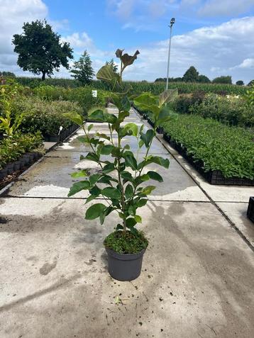 Magnolia Genie beschikbaar voor biedingen