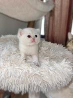 SILVER SHADED BRITSE KORTHAAR KITTENS, Dieren en Toebehoren, 0 tot 2 jaar
