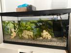 Aquarium with fish and equipment, Dieren en Toebehoren, Ophalen, Leeg aquarium