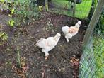 Kippen, Dieren en Toebehoren, Mannelijk, Kip