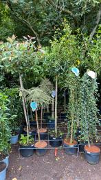 Verschillende groenblijvende stammetjes, Tuin en Terras, Planten | Bomen, Ophalen, Halfschaduw, Leiboom, 100 tot 250 cm