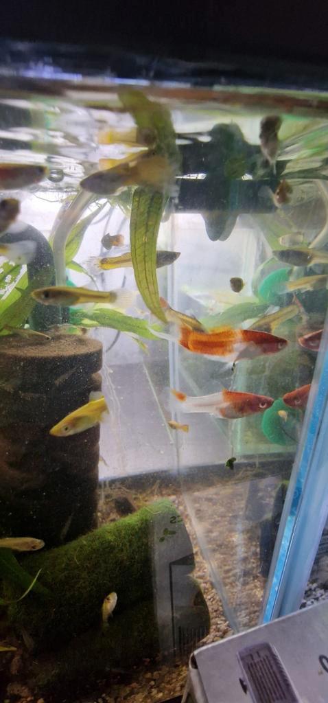 Ricardo's vissen opvang arnhem, Dieren en Toebehoren, Vissen | Aquariumvissen, Vis