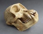 Jaar 1955 Kunststoffen Schedel Aap Chimpansee Taxidermie, Verzamelen, Dierenverzamelingen, Ophalen of Verzenden, Gebruikt, Wild dier