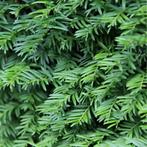 Taxus Baccata haagplanten, Ophalen of Verzenden, Taxus, Haag, 100 tot 250 cm
