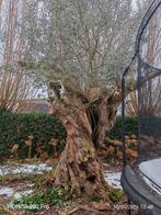 Olijfboom - Prachtige Mediterrane Sfeer in uw Tuin!, 100 tot 250 cm, Olijfboom, Zomer, Ophalen