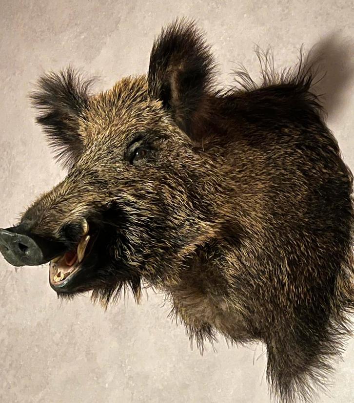 Schitterende grote opgezette kop wild zwijn, Verzamelen, Dierenverzamelingen, Nieuw, Opgezet dier, Wild dier, Ophalen