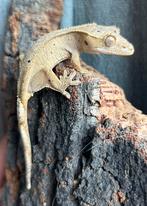 Crested gecko / wimpergekko dalmation vrouwtje, Dieren en Toebehoren, Hagedis