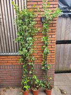 Toscaanse Jasmijn - Trachelospermum