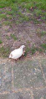 Japanse kwartels broedeieren eitjes kwartel, Ophalen, Nieuw, Kooi-accessoires