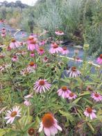 Echinacea purpurea 'Magnus' / zonnehoed €1,50, Volle zon, Vaste plant, Zomer, Ophalen
