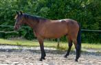 Talentvolle brave 6-jarige ruin te koop, Dieren en Toebehoren, Paarden, Ruin, Ontwormd, 3 tot 6 jaar