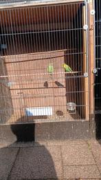 Vogels, Meerdere dieren, Parkiet