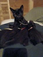 Kittens te koop, Dieren en Toebehoren, Meerdere dieren, Ontwormd