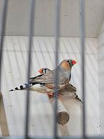 Koppel blackface bleekrug, Dieren en Toebehoren, Meerdere dieren