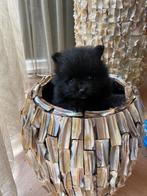 Super schattig mini Pomeranian pupje – 7 weken oud!, Dieren en Toebehoren, Honden | Poolhonden, Keeshonden en Oertypen, Keeshond