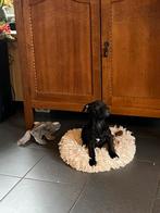 Kruising patterdale/old english bulldog, Overige rassen, CDV (hondenziekte), 8 tot 15 weken, Meerdere