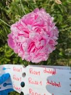 Onbespoten Pioenen Bio-geteelde Pioenrozen Paeonia, Ophalen, Zomer, Volle zon