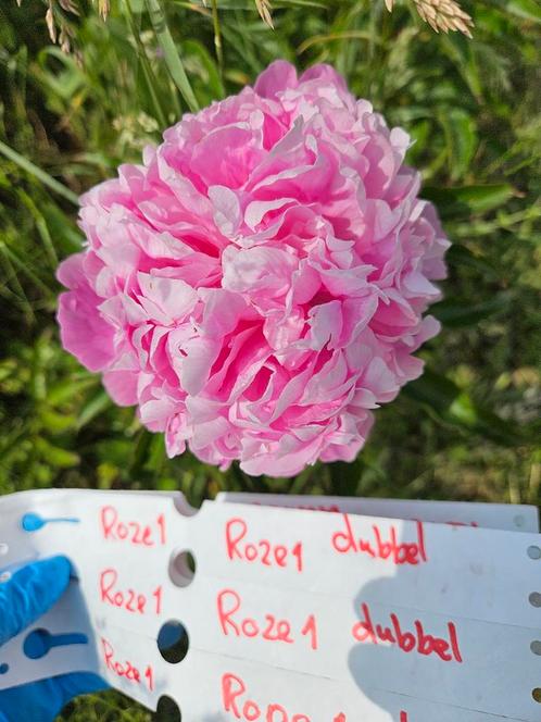 Onbespoten Pioenen Bio-geteelde Pioenrozen Paeonia, Tuin en Terras, Planten | Tuinplanten, Volle zon, Zomer, Ophalen