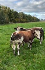 Dikbil stieren, Dieren en Toebehoren, Mannelijk