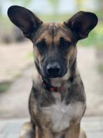 Hondje Teefje, 10 maand  gesteriliseerd gevaccineerd chip, Dieren en Toebehoren, Honden | Niet-rashonden, Particulier, 15 weken tot 1 jaar