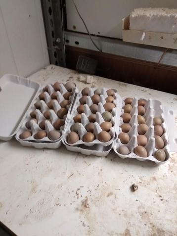 Broedeitjes Chinese dwergkwartels en Jumbo kwartels   beschikbaar voor biedingen