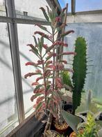 Grote kalanchoe pink butterfly, Ophalen of Verzenden, Halfschaduw, Minder dan 100 cm
