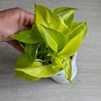 Epipremnum aureum neon, Huis en Inrichting, Kamerplanten, Ophalen of Verzenden, Overige soorten, Minder dan 100 cm