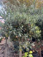 Volwassen olijfboom met olijven – 180 cm hoog, Tuin en Terras, Planten | Bomen, 100 tot 250 cm, Olijfboom, Zomer, Ophalen
